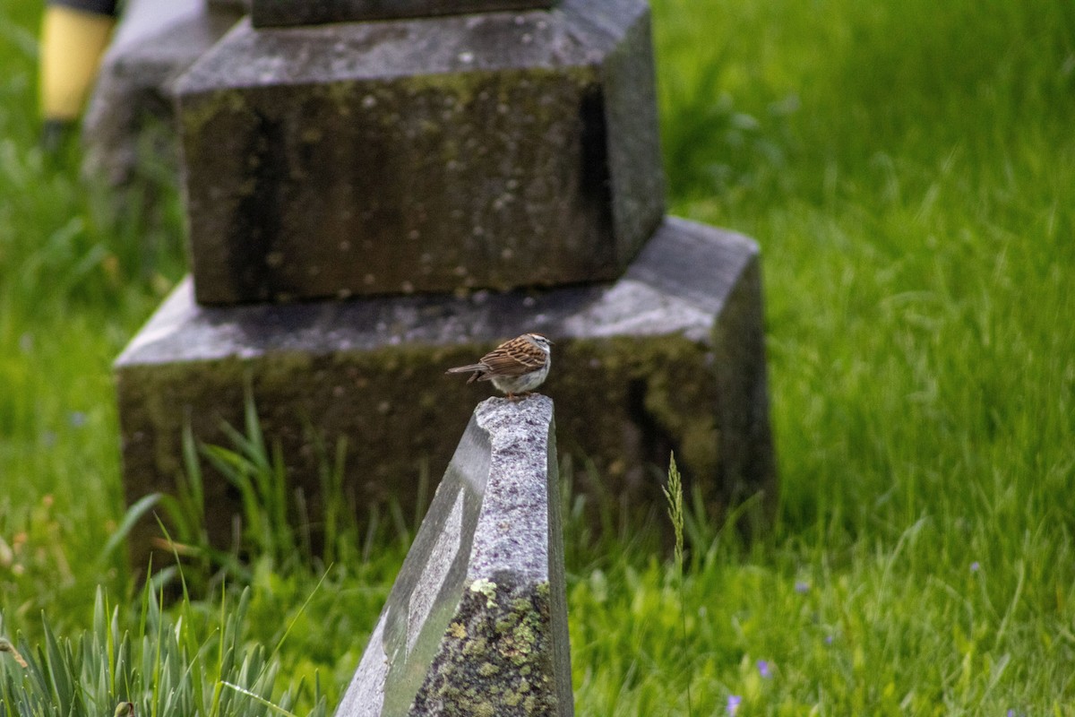 Chipping Sparrow - ML635578105