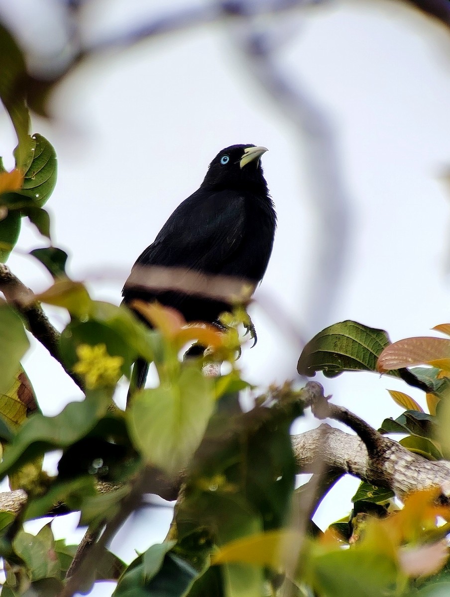 Scarlet-rumped Cacique - ML635578189