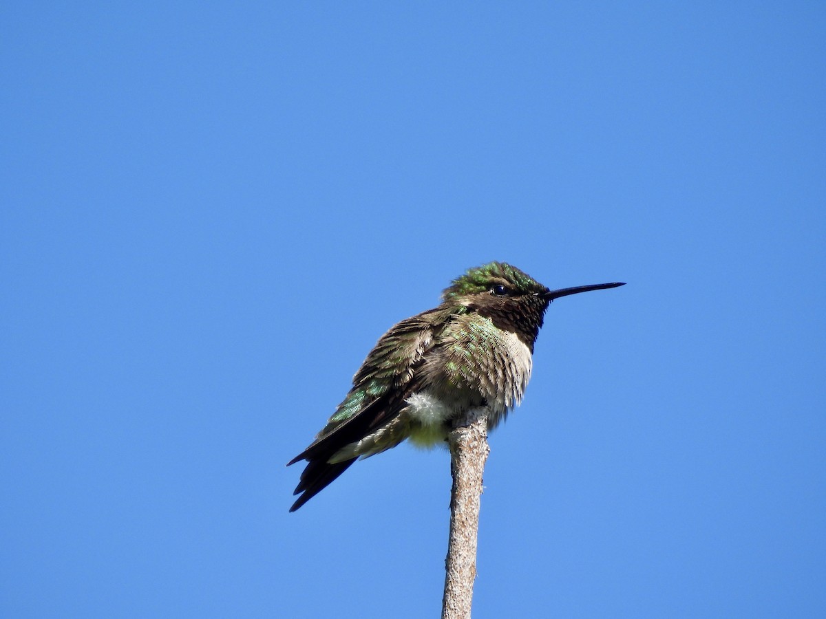 Ruby-throated Hummingbird - ML635578213