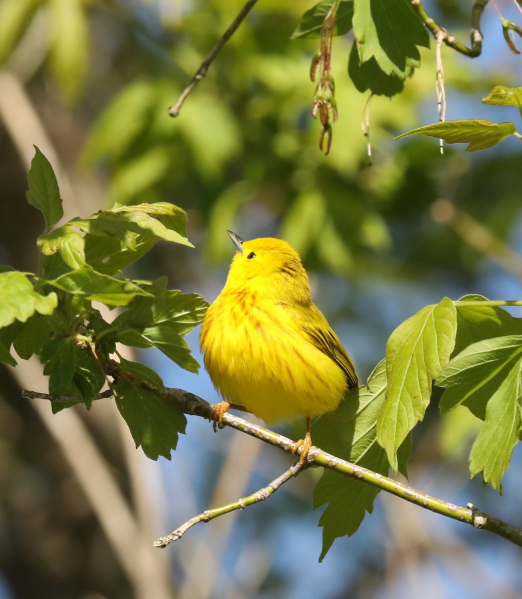 Yellow Warbler - ML635578217