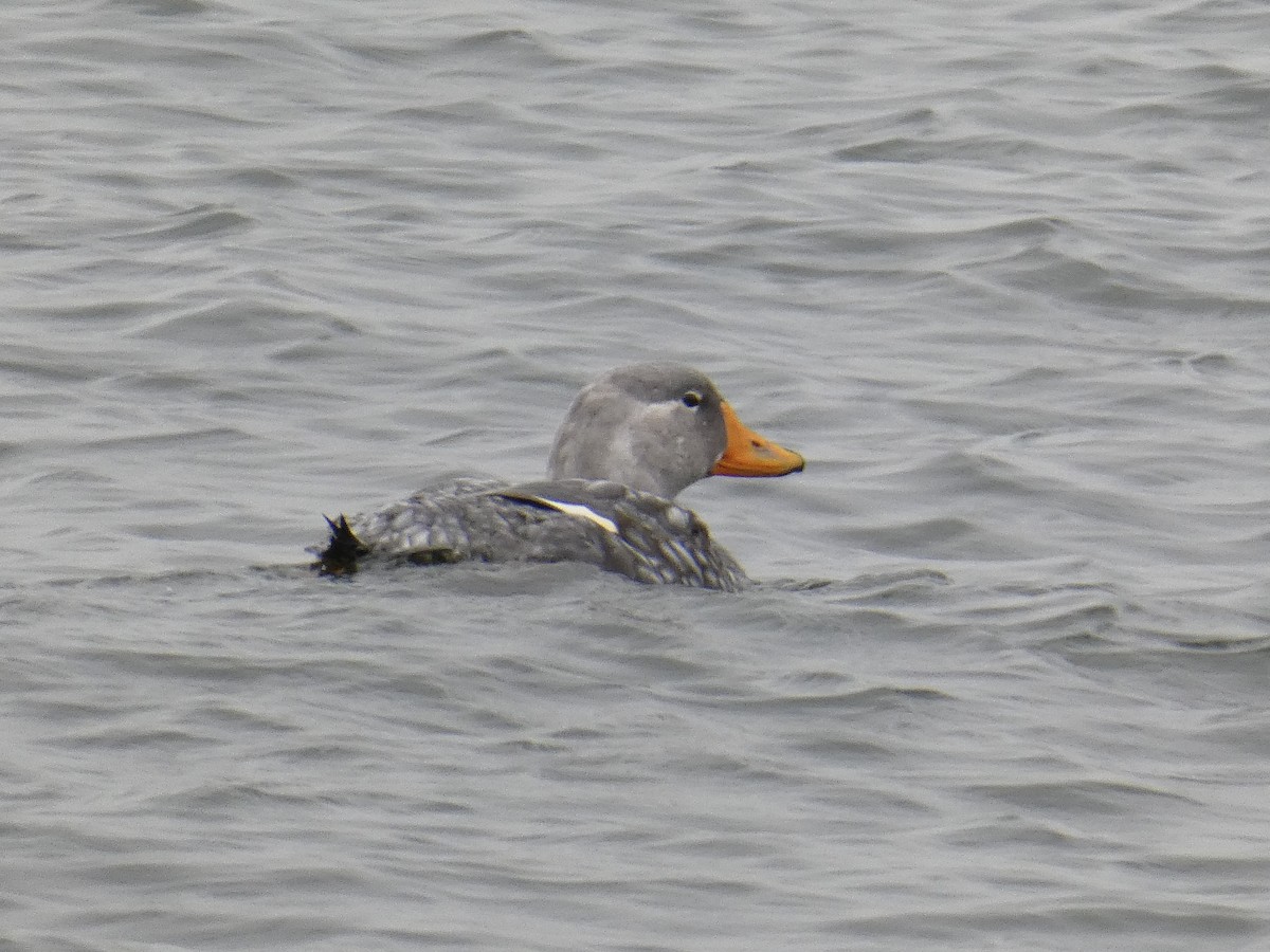 Flightless Steamer-Duck - ML635578228