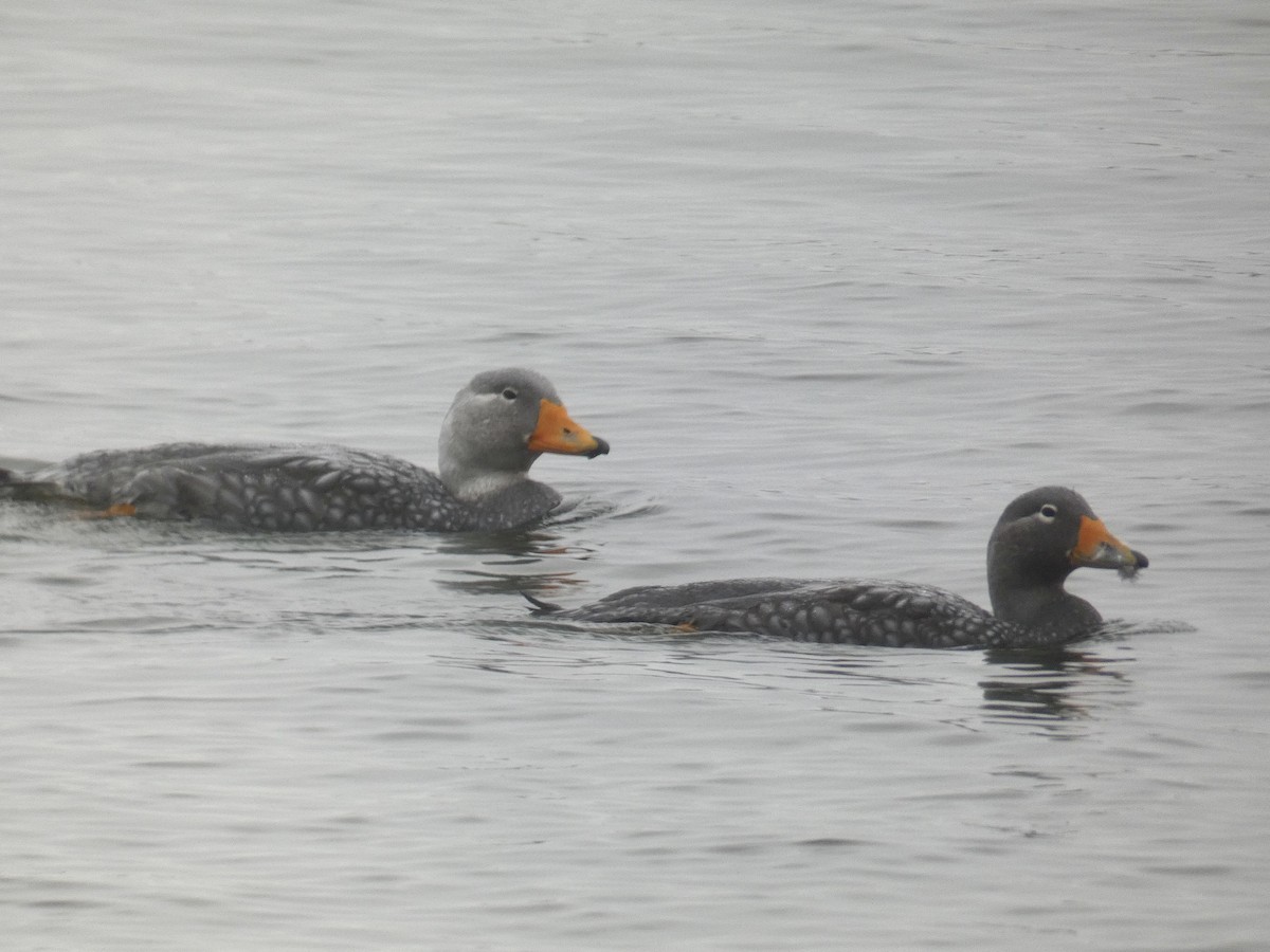 Flightless Steamer-Duck - ML635578229