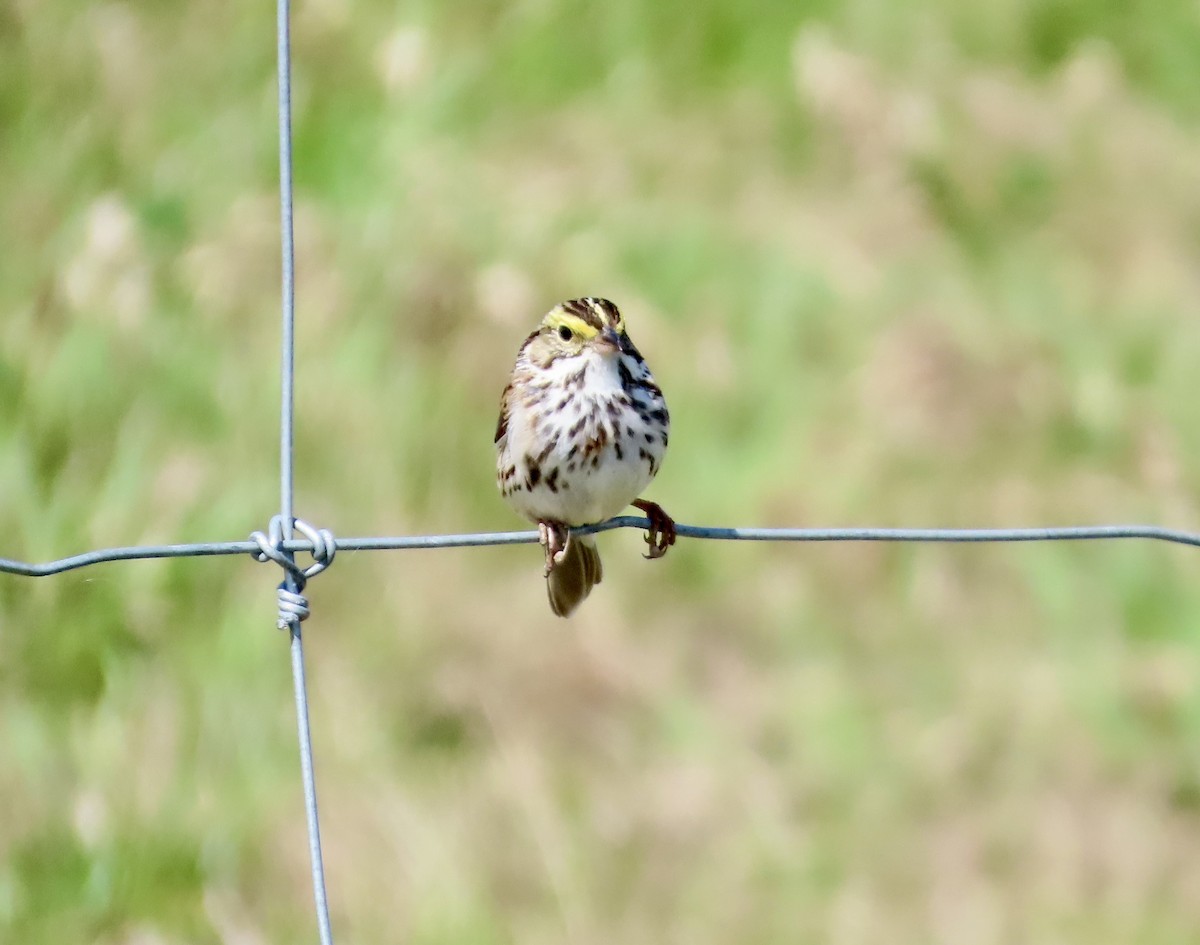 Savannah Sparrow - ML635578242