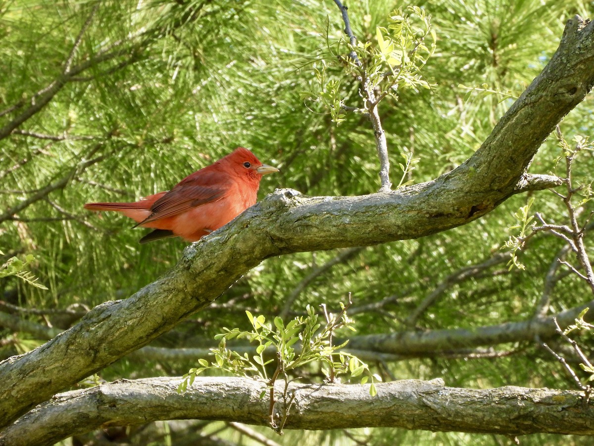 Summer Tanager - ML635578262