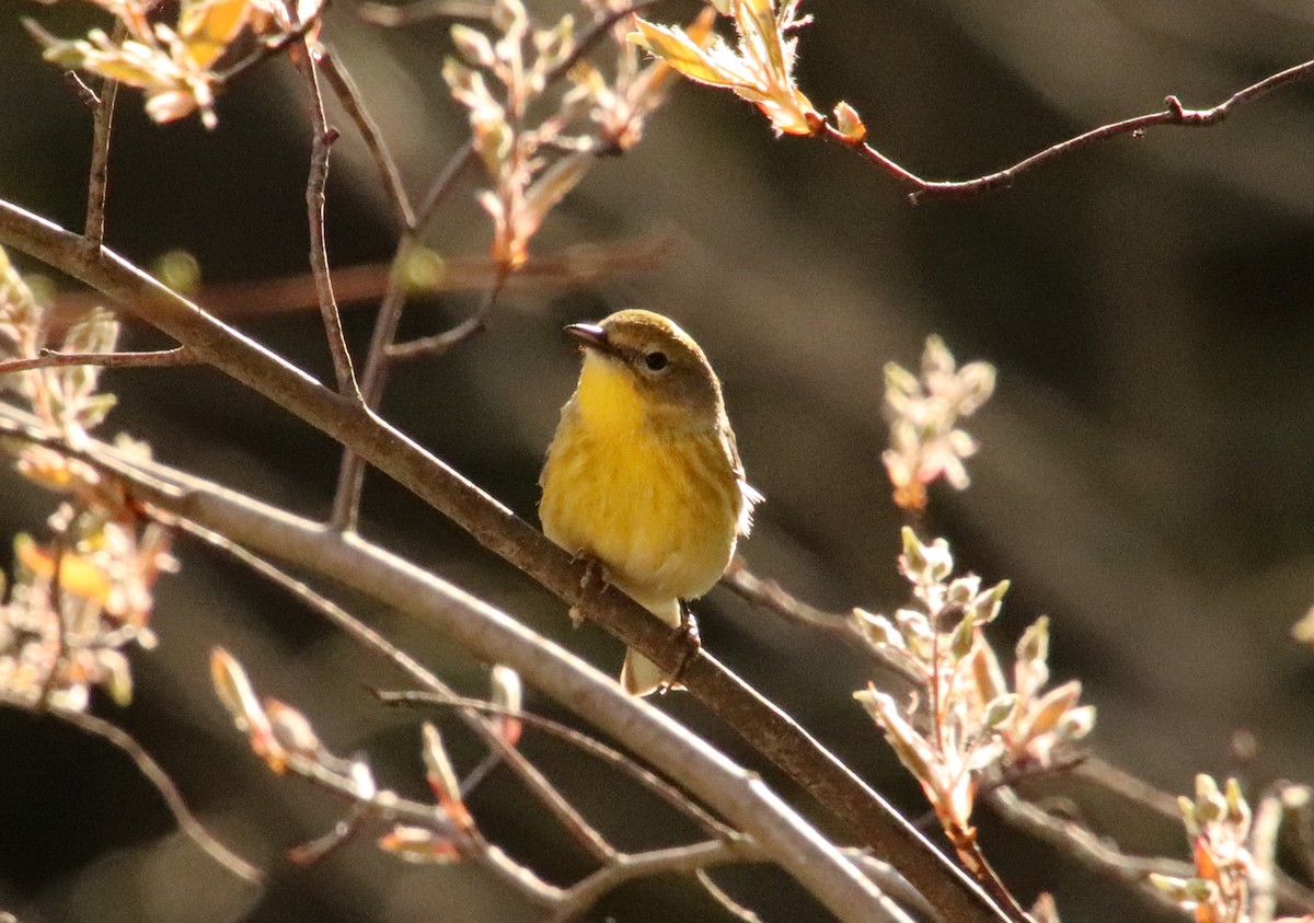 Pine Warbler - ML635578315