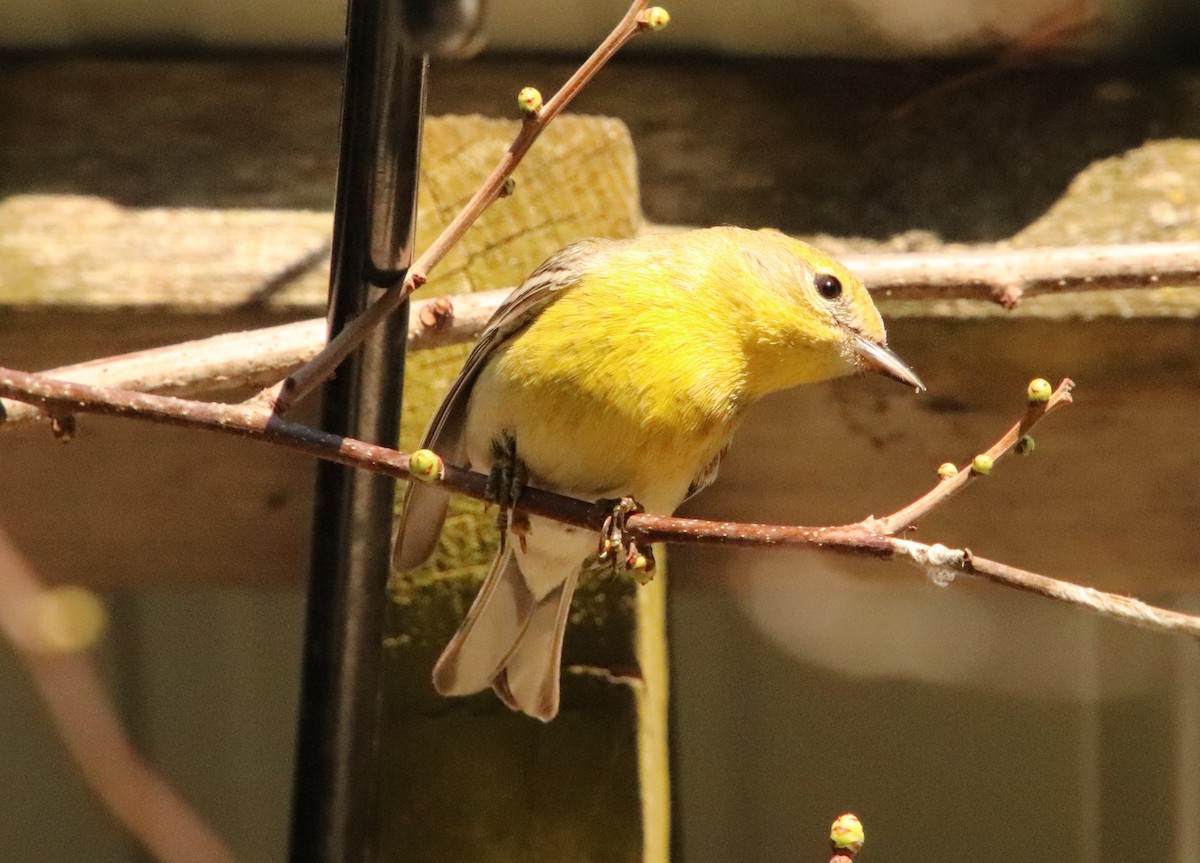Pine Warbler - ML635578316