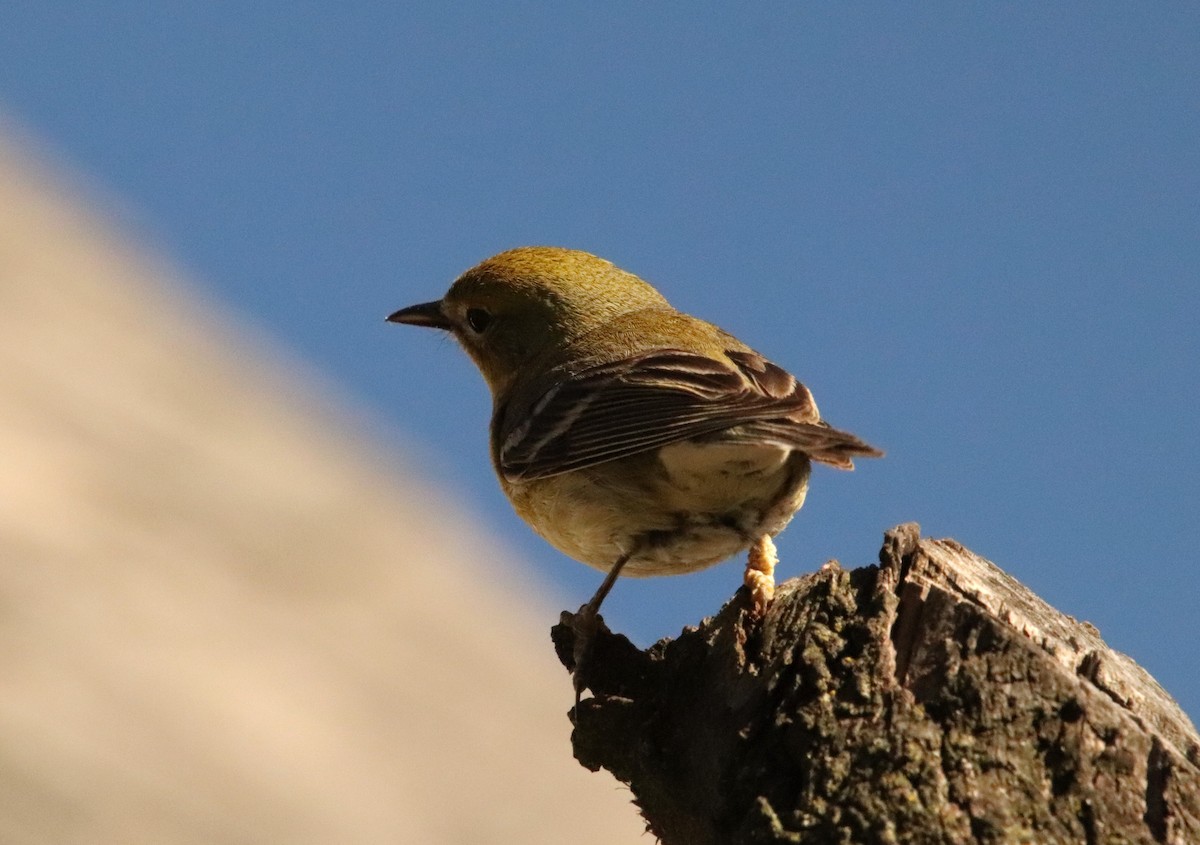 Pine Warbler - ML635578317