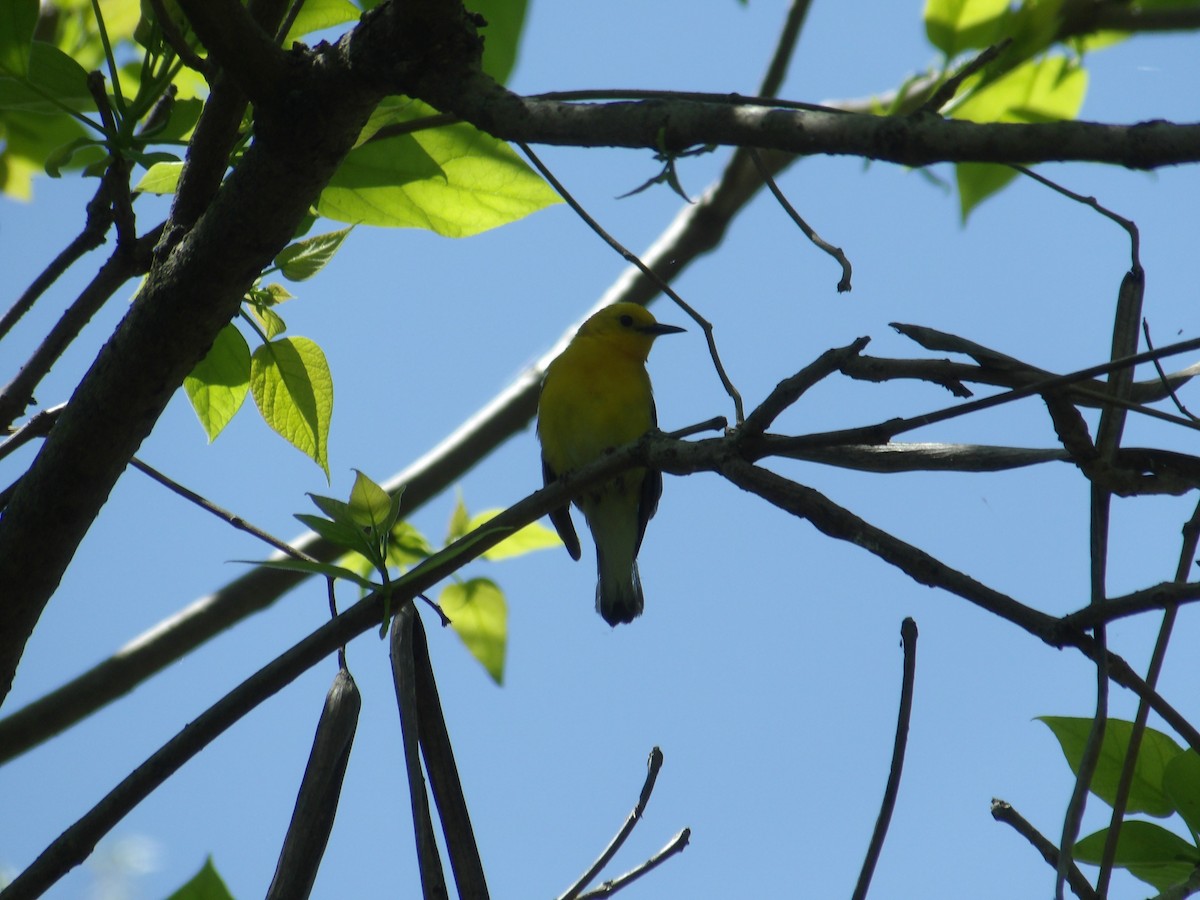 Prothonotary Warbler - ML635578363