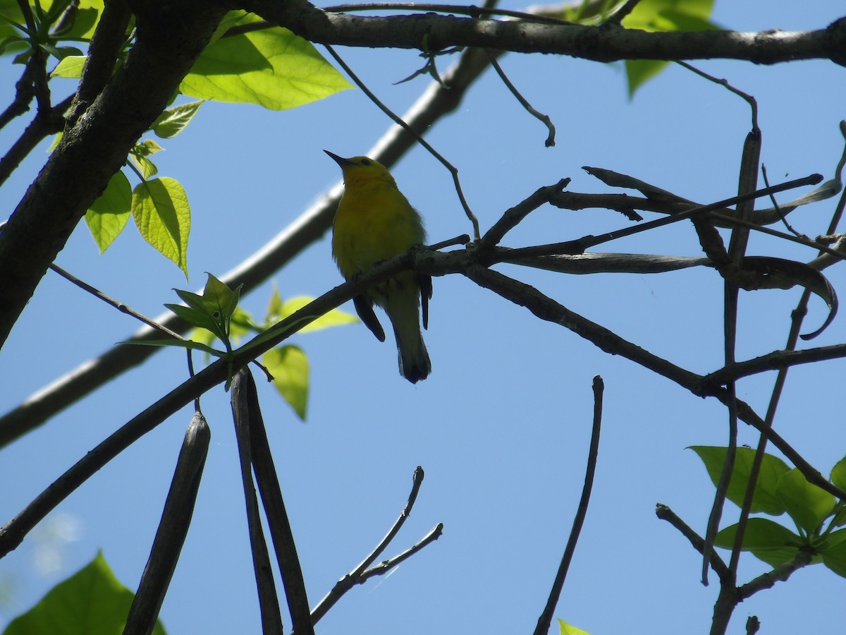 Prothonotary Warbler - ML635578364