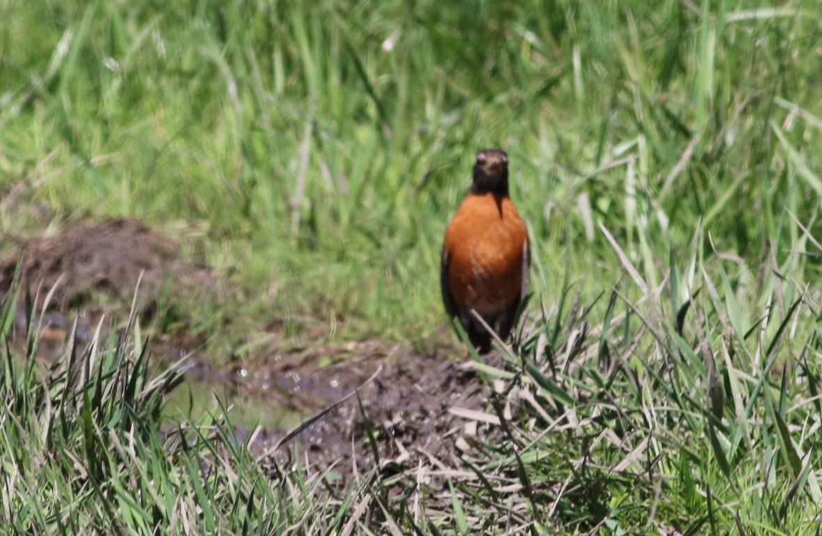 American Robin - ML635578365