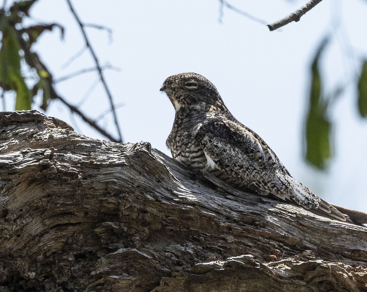 Common Nighthawk - ML635578407