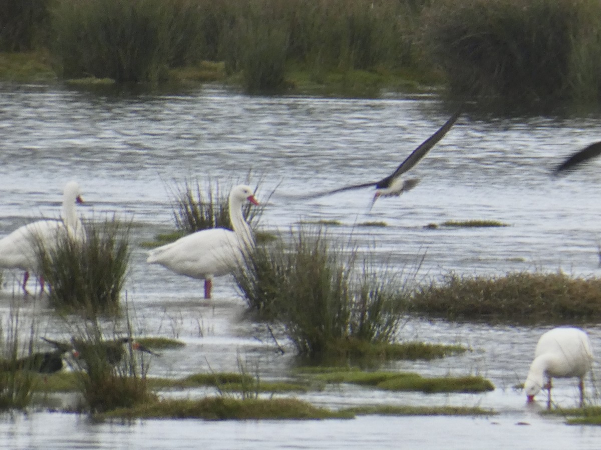 Coscoroba Swan - ML635578475