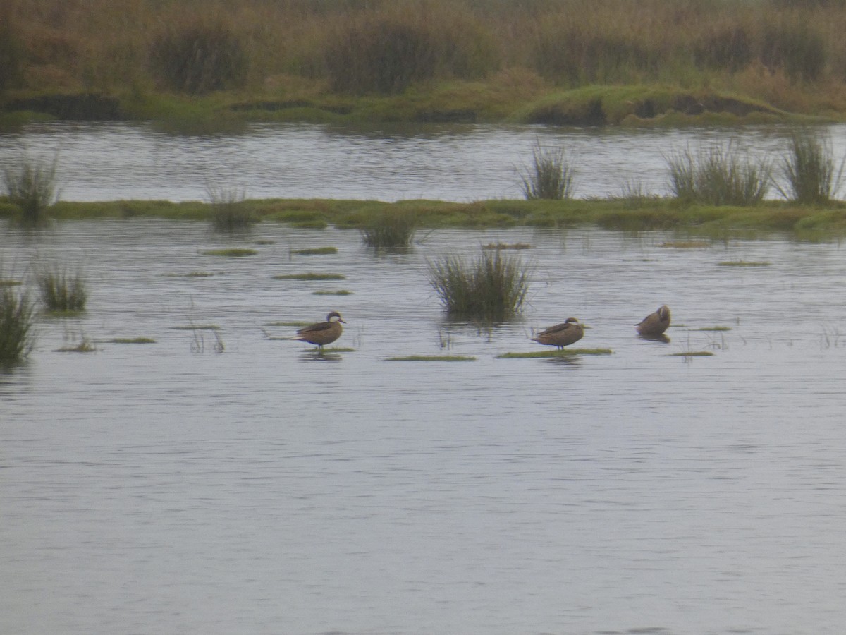White-cheeked Pintail - ML635578487
