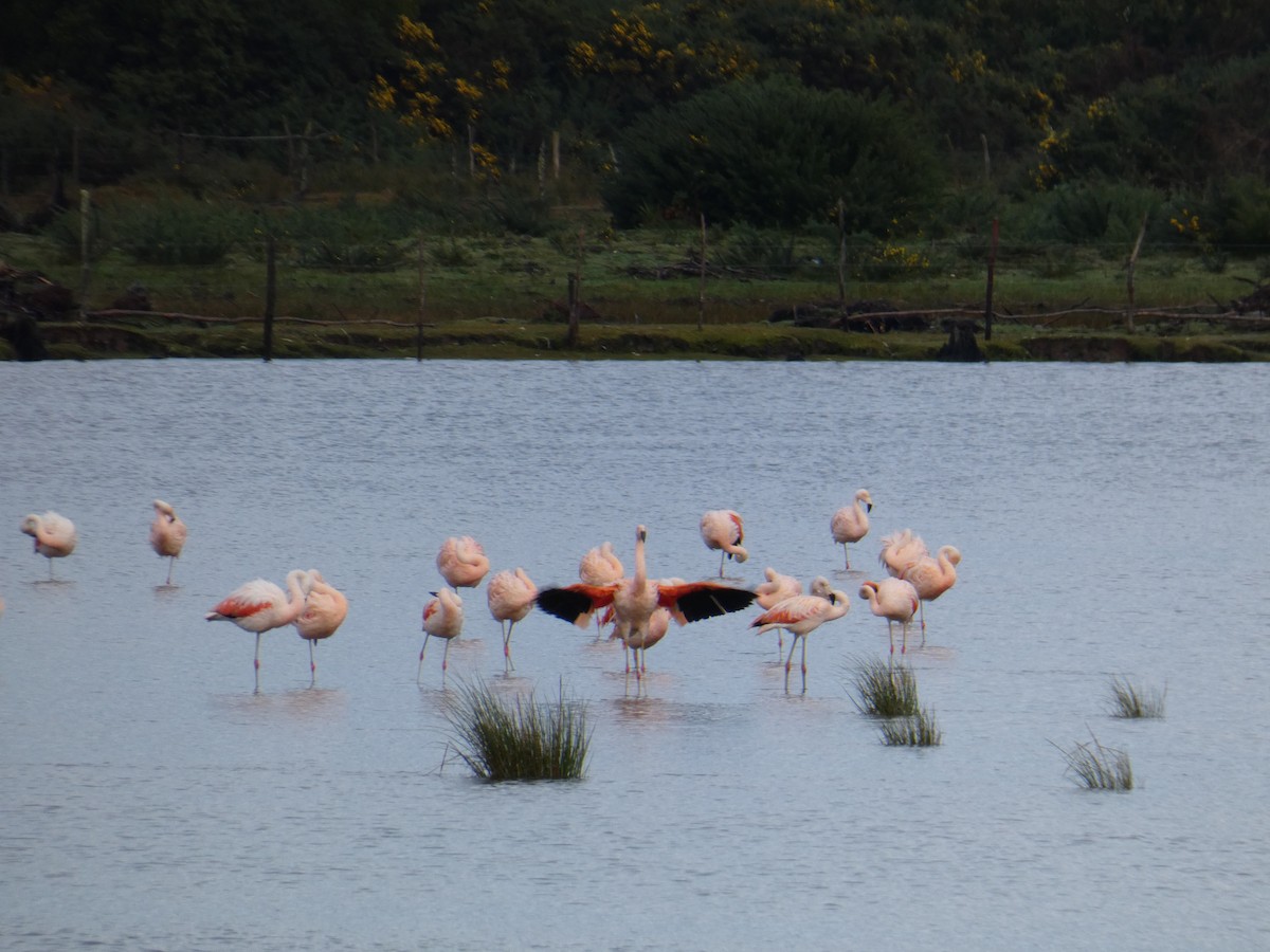 Chilean Flamingo - ML635578504