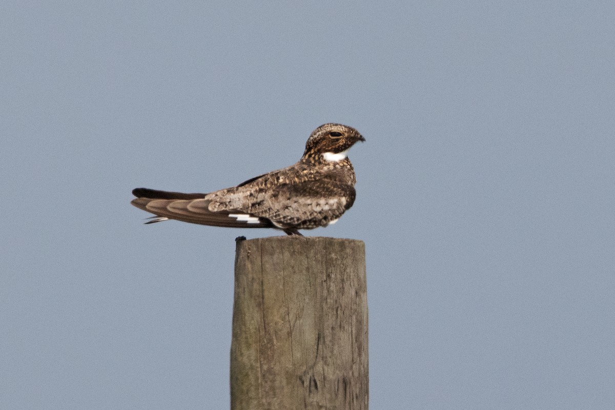 Common Nighthawk - ML635578530