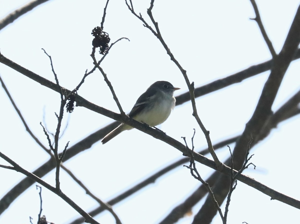 Least Flycatcher - ML635578535
