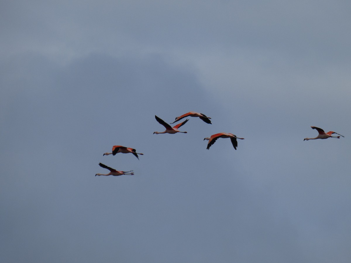 Chilean Flamingo - ML635578724