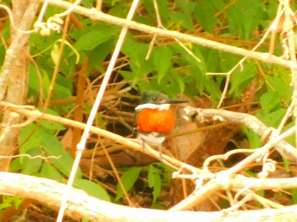 Green-and-rufous Kingfisher - ML635578808