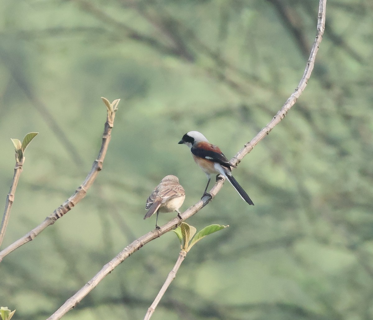 Bay-backed Shrike - ML635578815