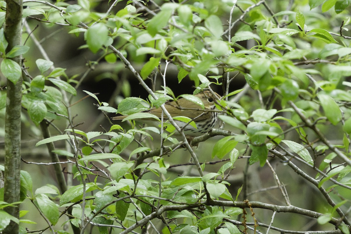 Ovenbird - ML635578886