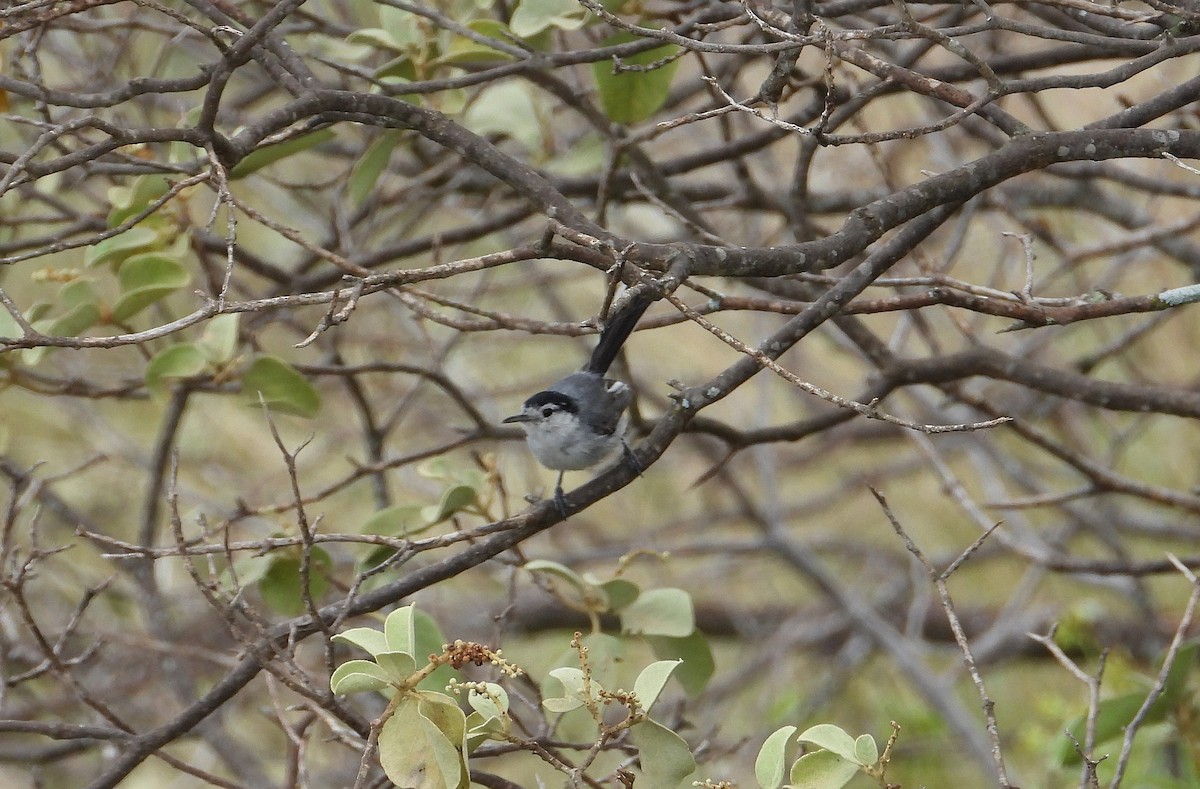 Marañon Gnatcatcher - ML635578887