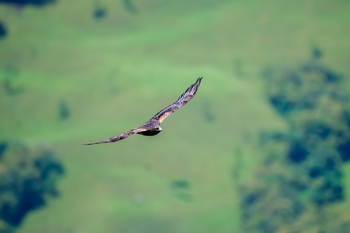 White-tailed Hawk - ML635578914