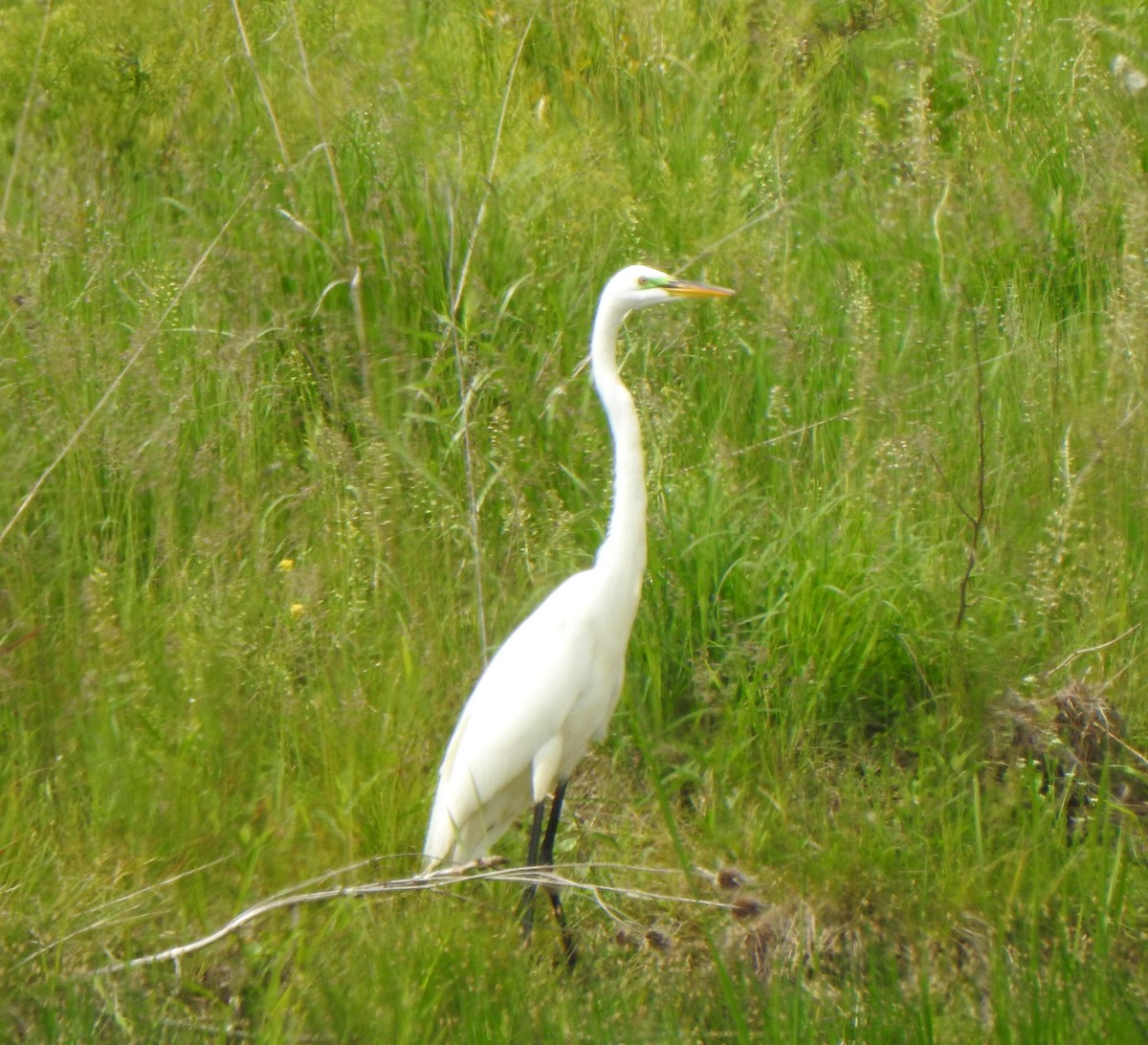 Great Egret - ML635578936
