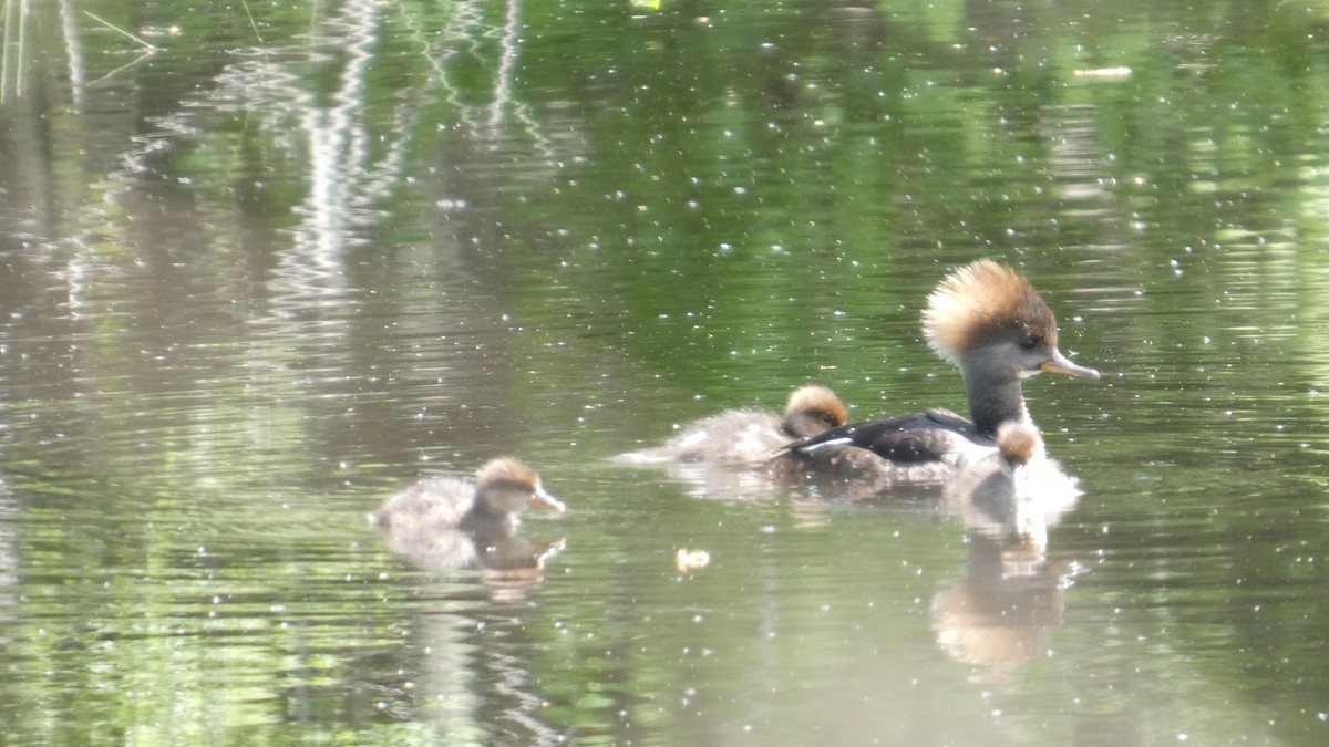 Hooded Merganser - ML635578944