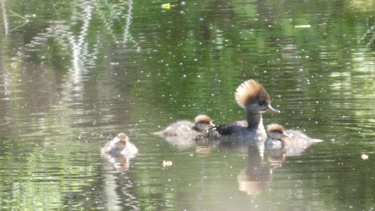 Hooded Merganser - ML635578946