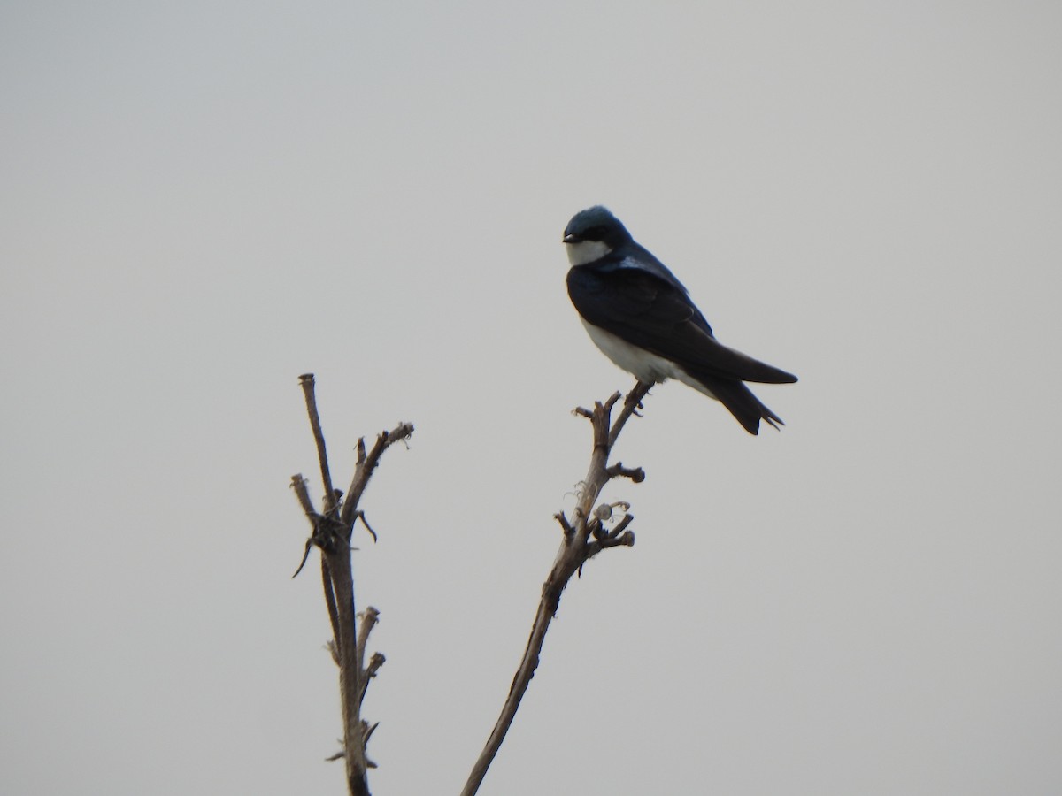 Tree Swallow - ML635579028