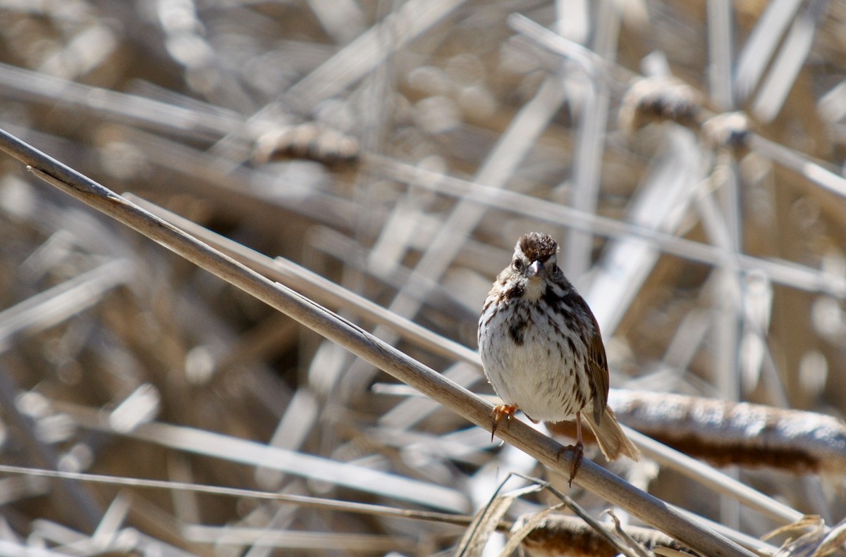 Song Sparrow - ML635579071