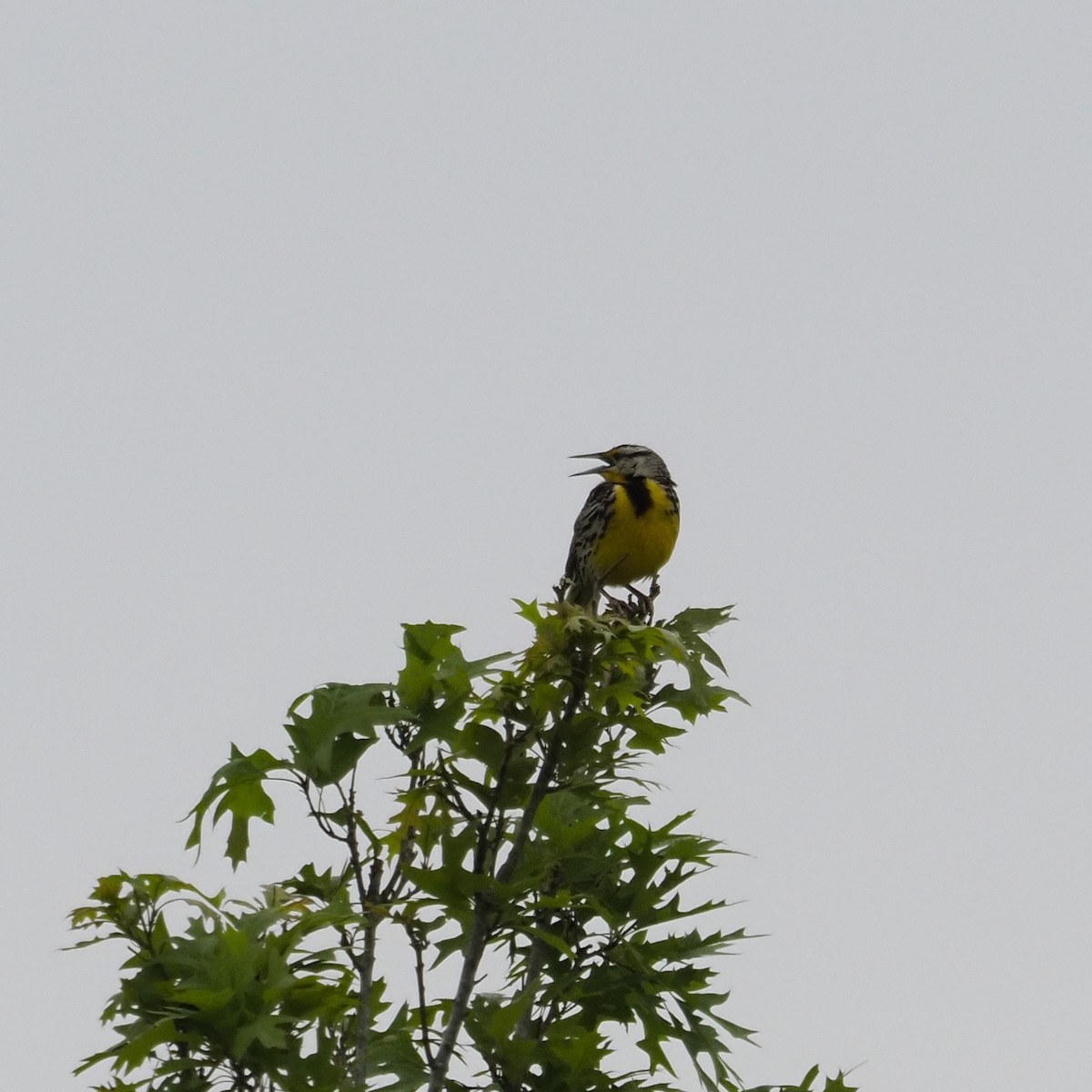 Eastern Meadowlark - ML635579076