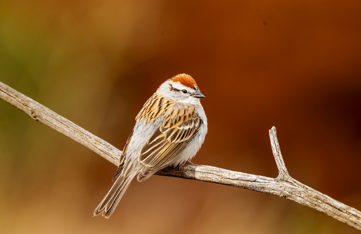 Chipping Sparrow - ML635579119