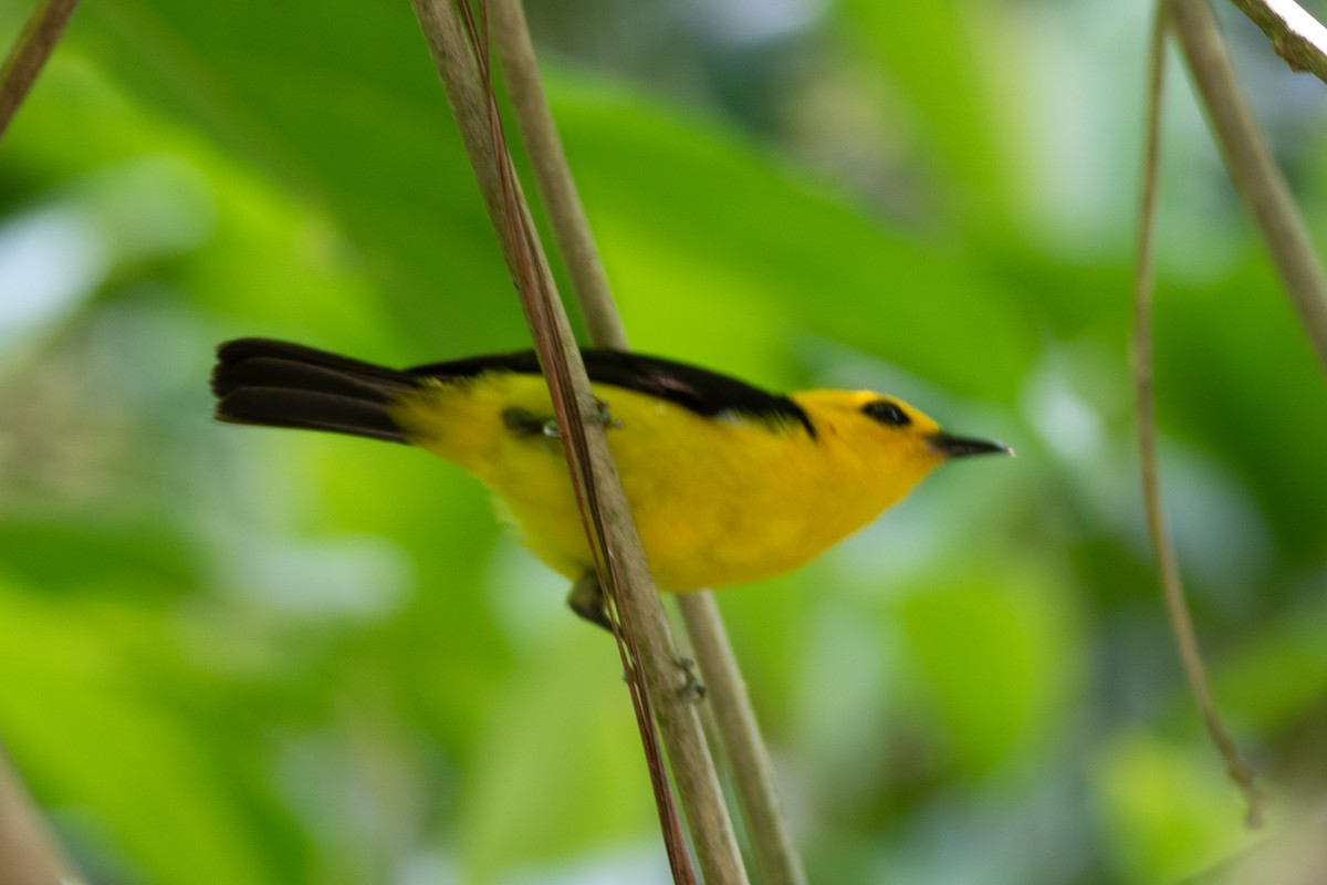 Black-and-yellow Tanager - ML635579131