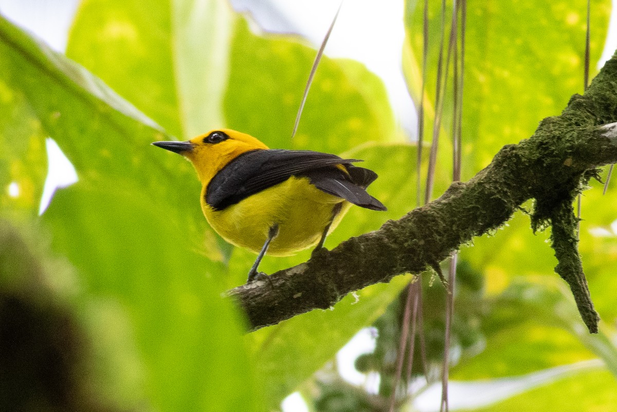 Black-and-yellow Tanager - ML635579135