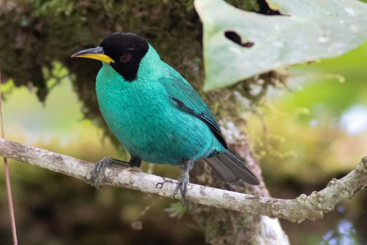 Green Honeycreeper - ML635579142