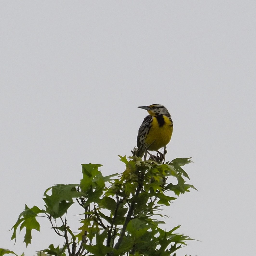 Eastern Meadowlark - ML635579173