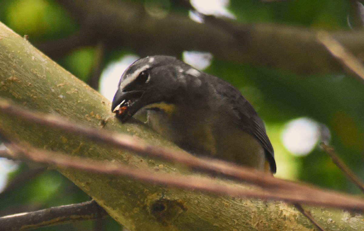 brunstrupesaltator - ML635579181