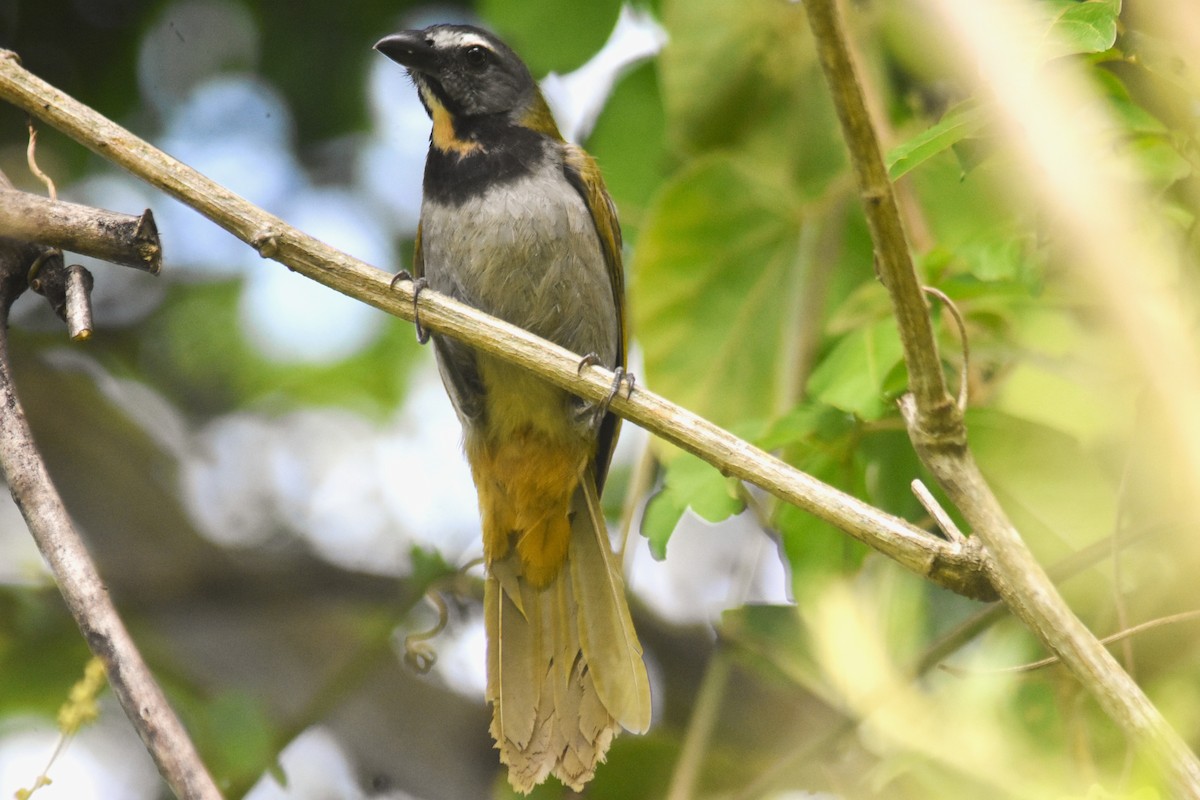 brunstrupesaltator - ML635579184