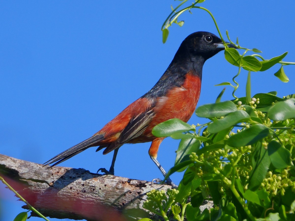 Orchard Oriole - ML635579260