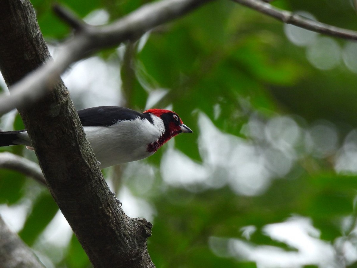 Masked Cardinal - ML635579293