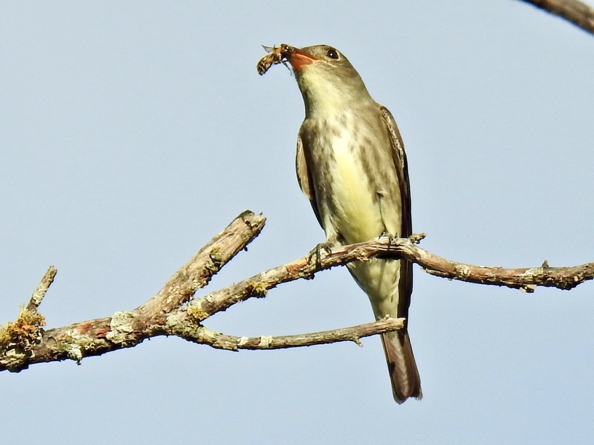 Olive-sided Flycatcher - ML635579304