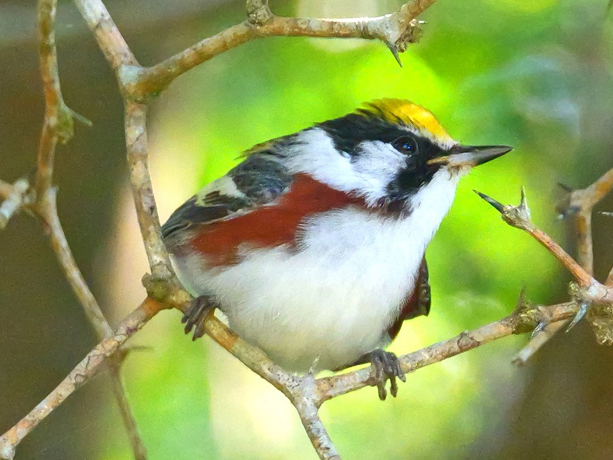 Chestnut-sided Warbler - ML635579323