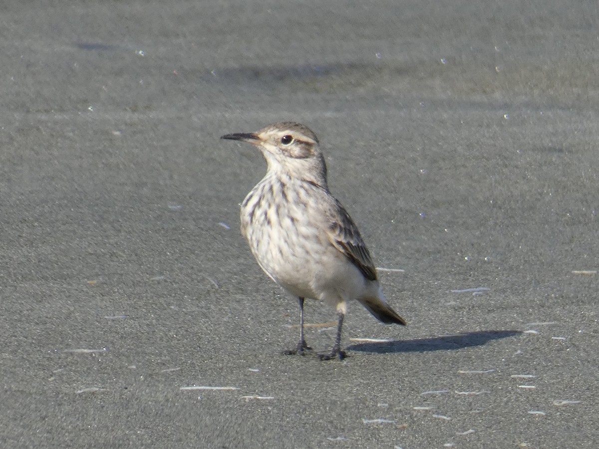 Common Miner - ML635579329