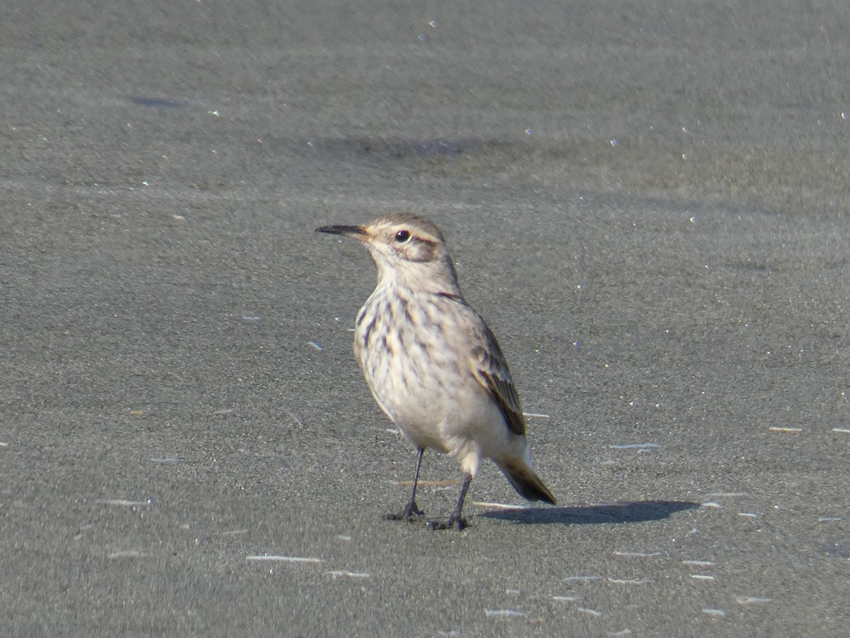 Common Miner - ML635579333