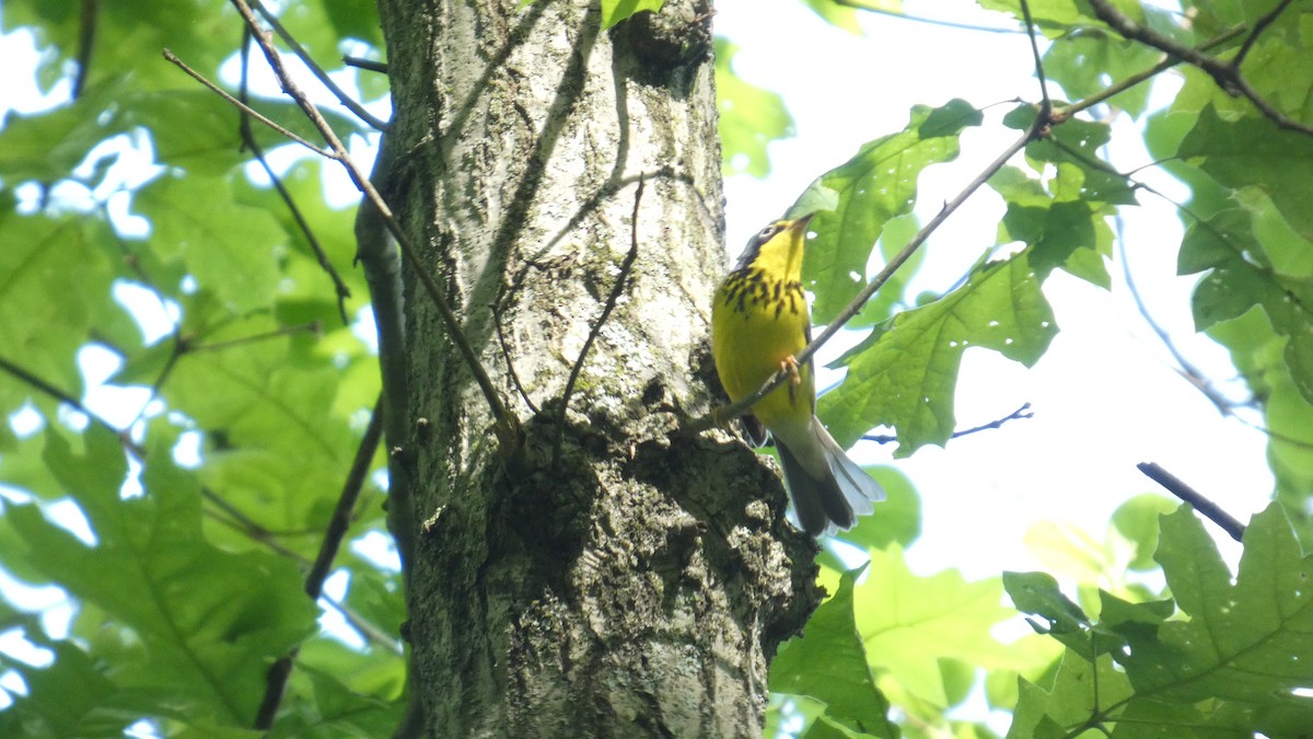 Canada Warbler - ML635579354