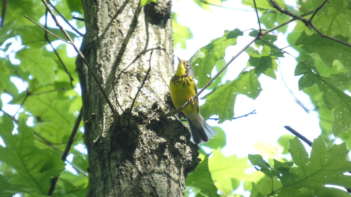Canada Warbler - ML635579356