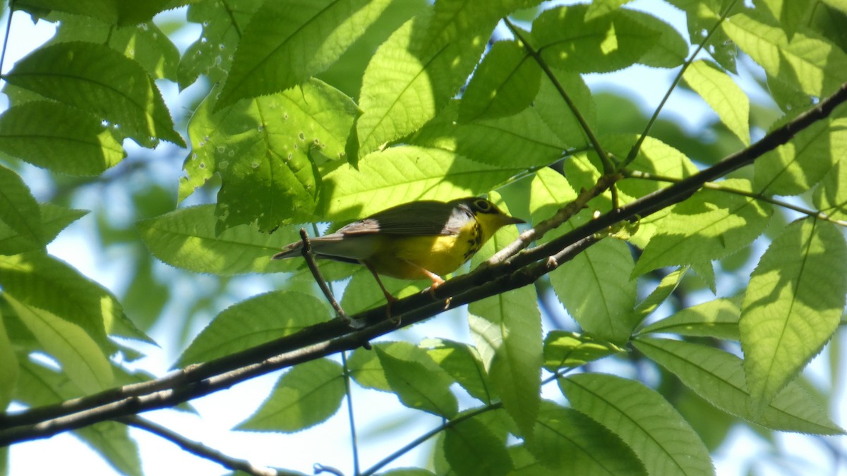 Canada Warbler - ML635579412