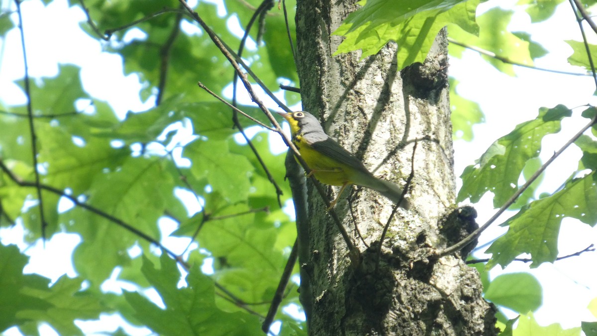 Canada Warbler - ML635579413
