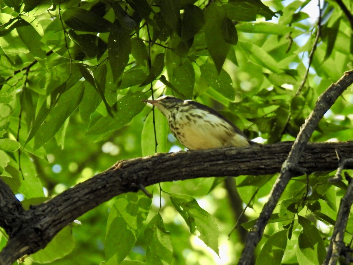 Louisiana Waterthrush - ML635579427
